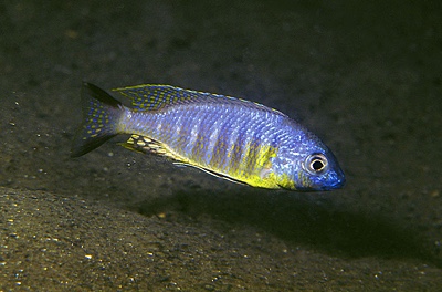 Lethrinops sp. 'auritus lion' Lion's Cove